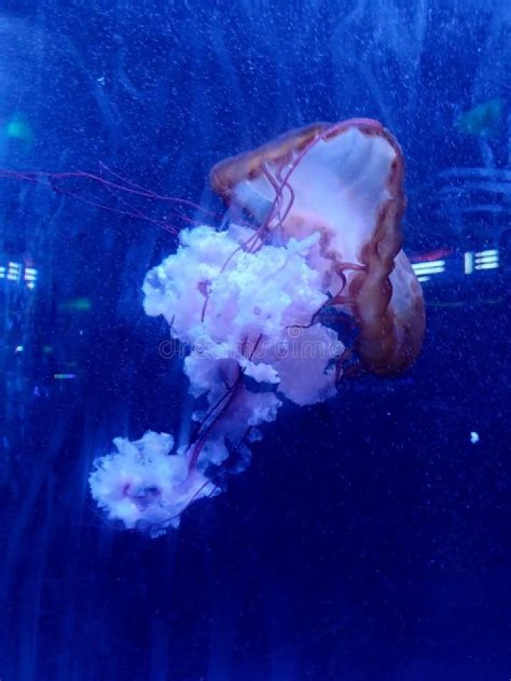 Sea creature or a pinkish color