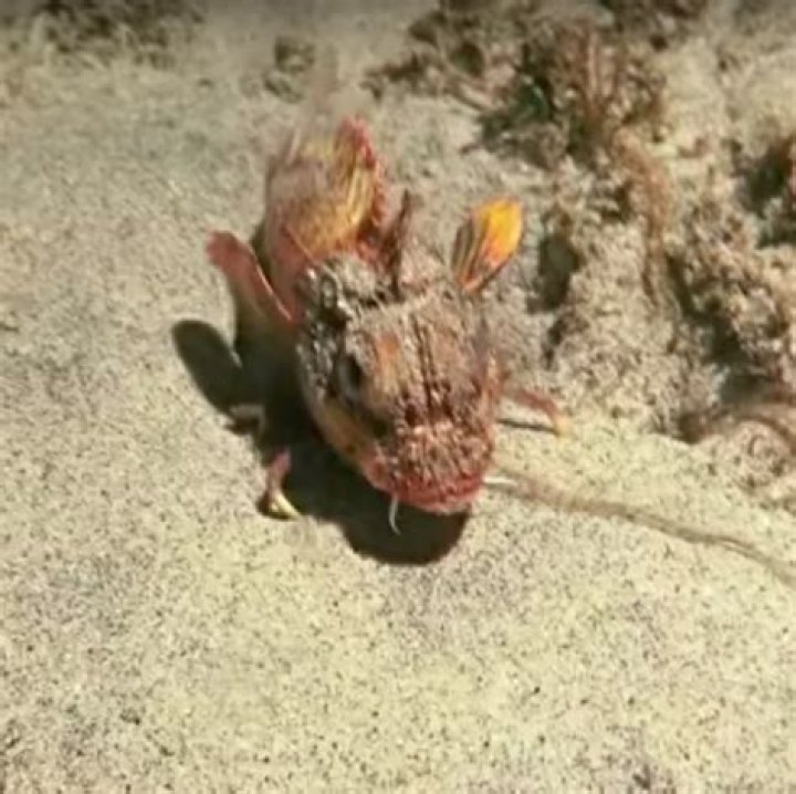 Sea creature that walks sidewise