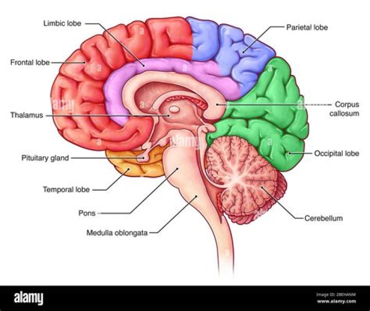 Section of the brain