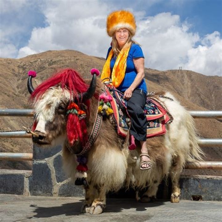 Shaggy pack animal of Tibet
