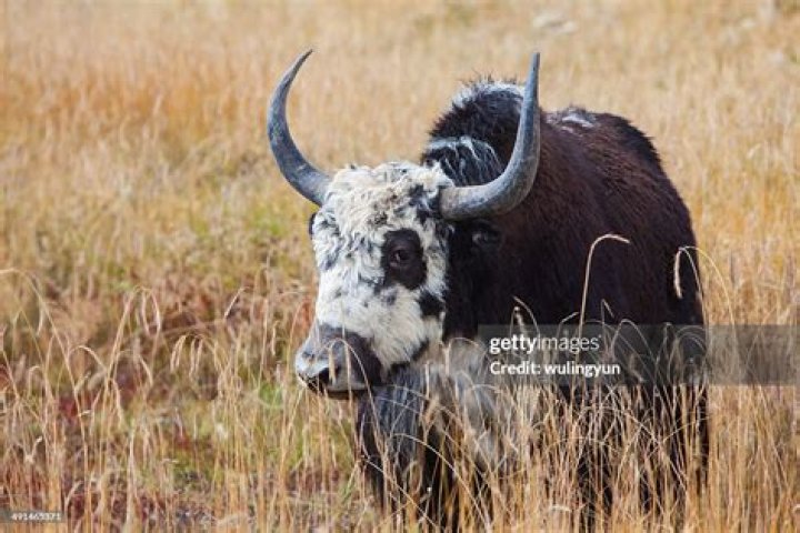 Shaggy Tibetan ox
