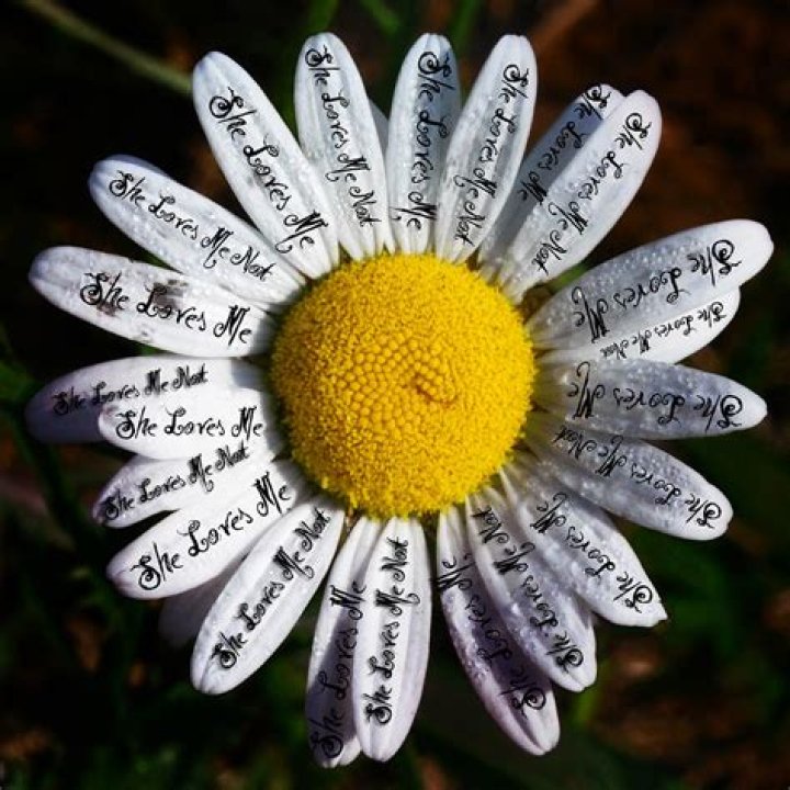 She loves me she loves me not flower