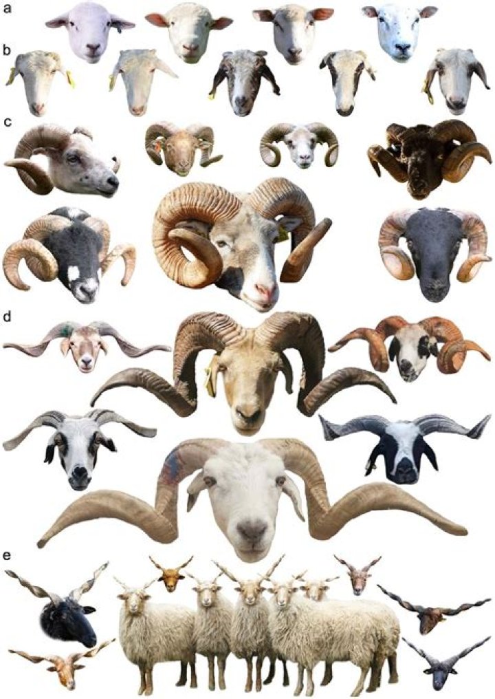 Sheep that isn't a ram