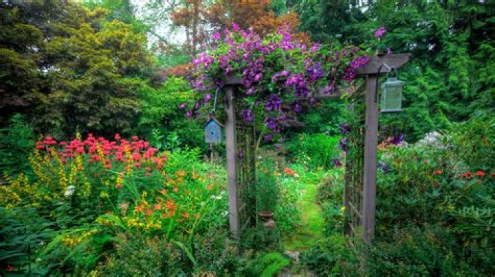 Shelter of vines or branches