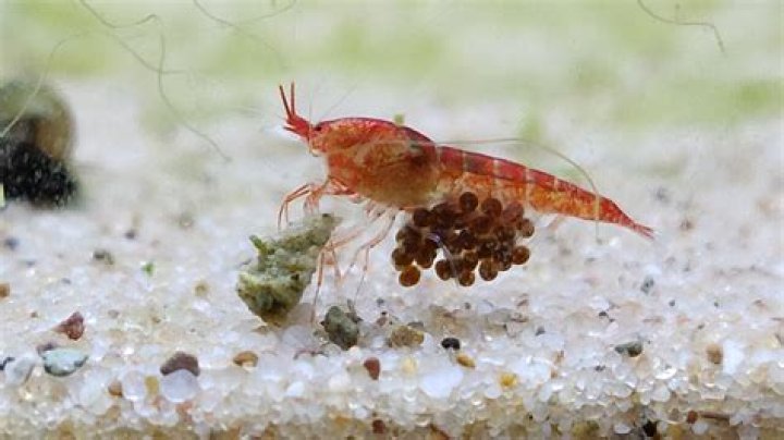Shrimp's cousin with a fan-shaped tail