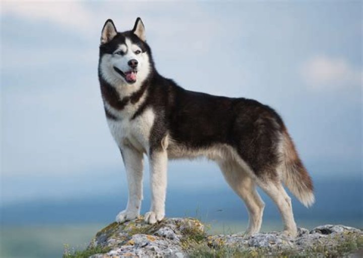 Siberian husky for example