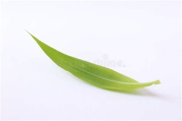 Single leaf of grass