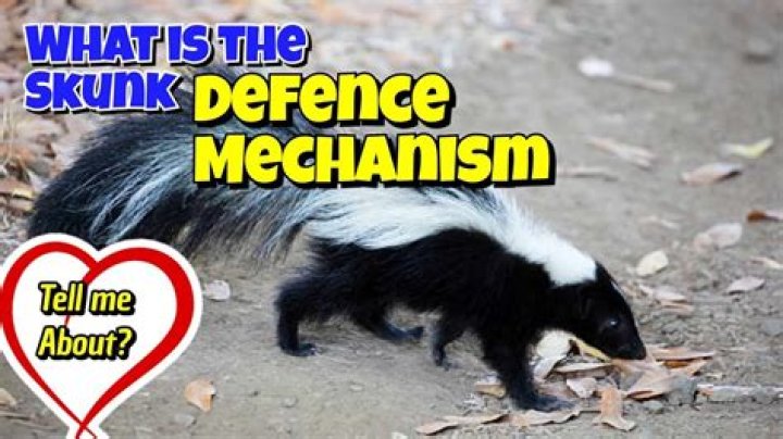 Skunk's defense mechanism