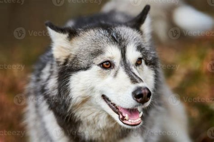 Sled dog breed