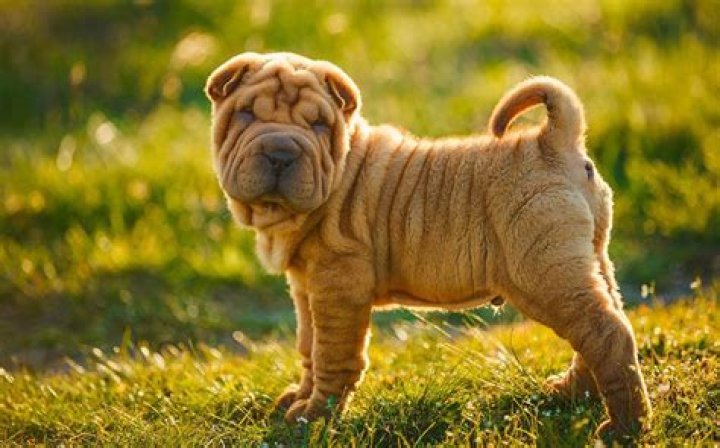 Small dog with many wrinkles
