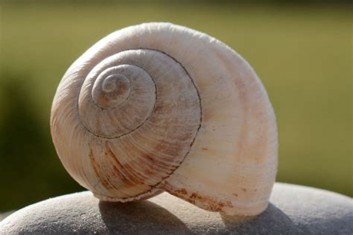Small garden creature with a spiral shell