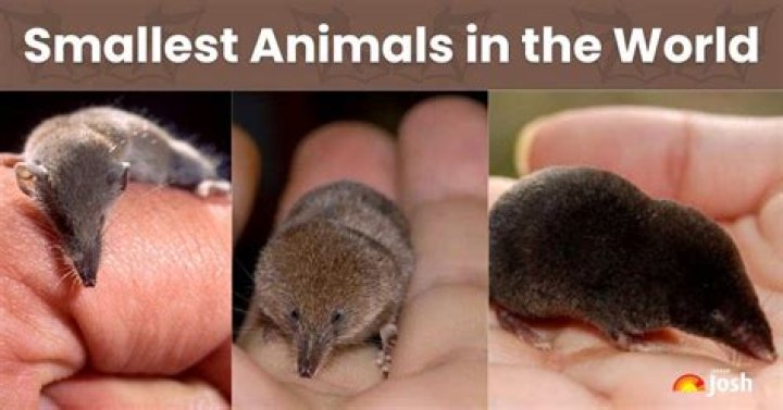 Smallest animals in their litters