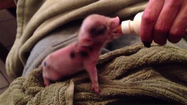 Smallest piglet in a litter