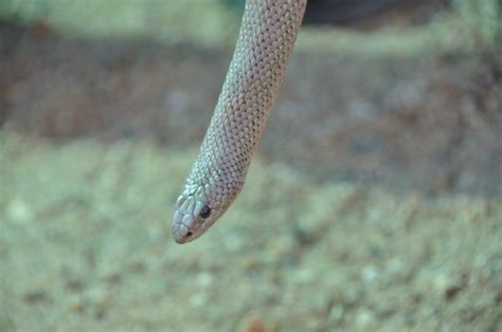 Snake that constricts its prey