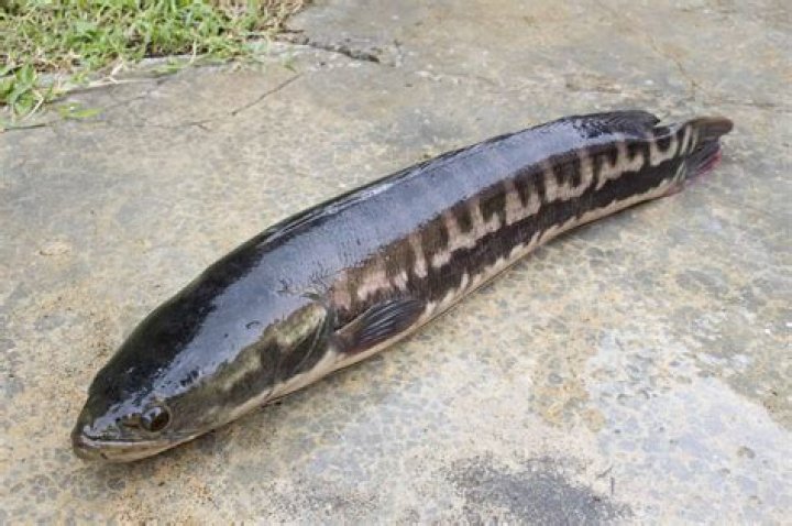 Snaky electric fish whose species are primarily nocturnal