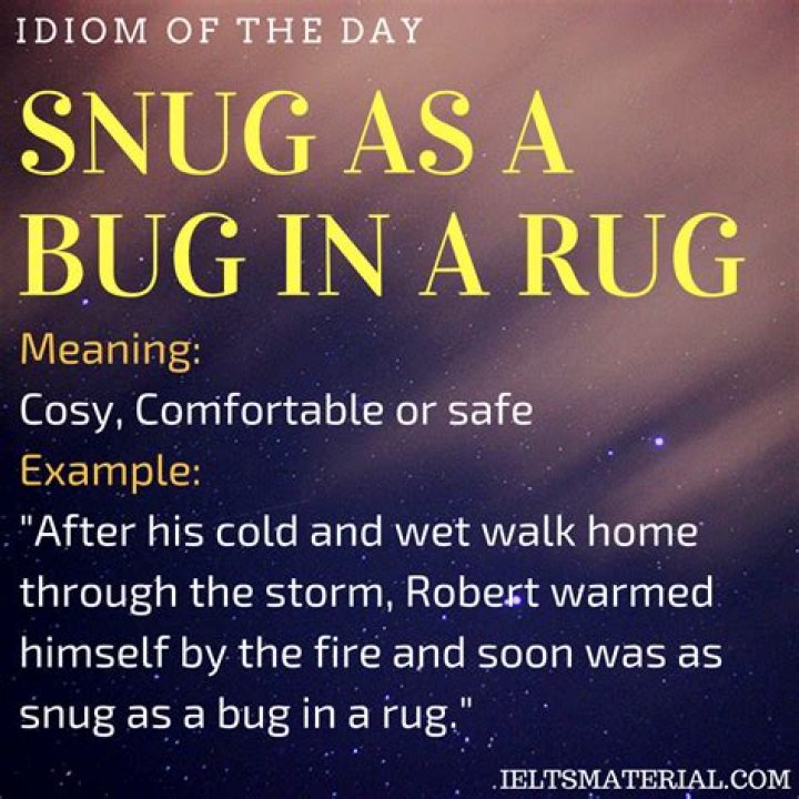 Snug as a bug in a ___
