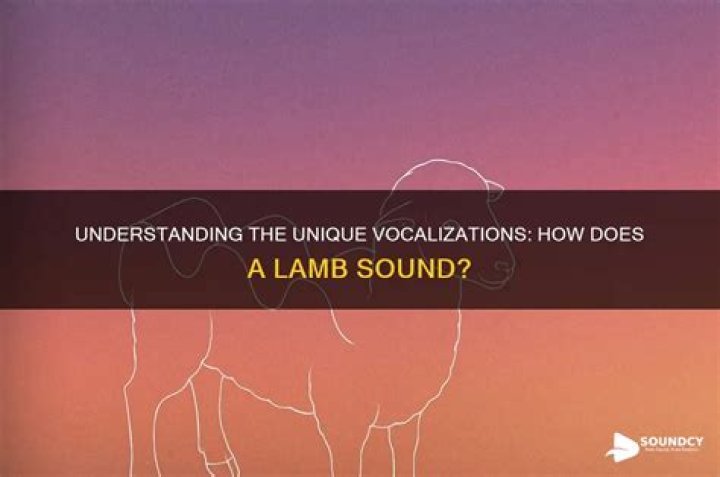 Sound a lamb makes