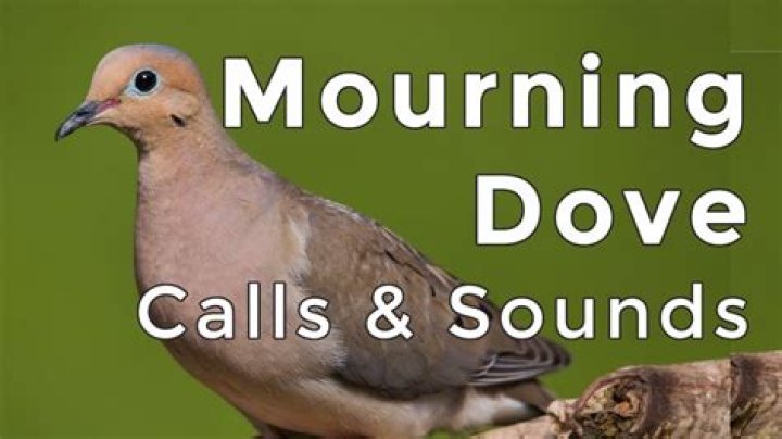 Sound from a dove