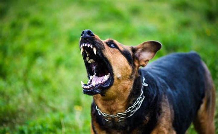 Sound from an angry dog