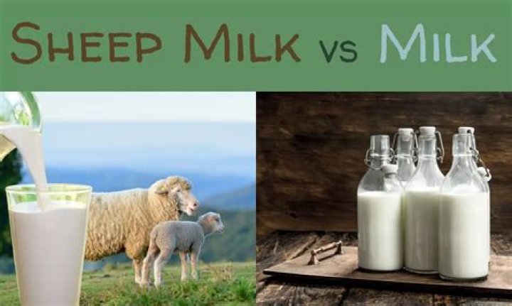 Sources of sheep's milk