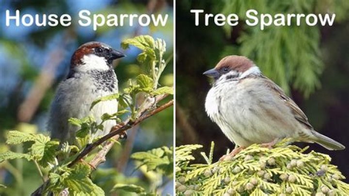 Sparrow's tree home