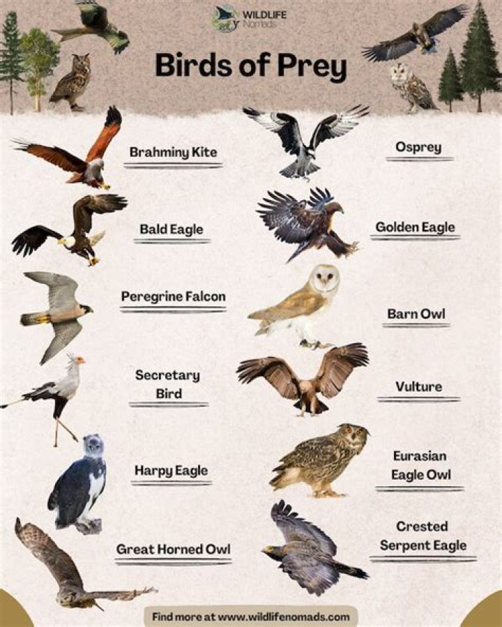 Stalked prey in the woods