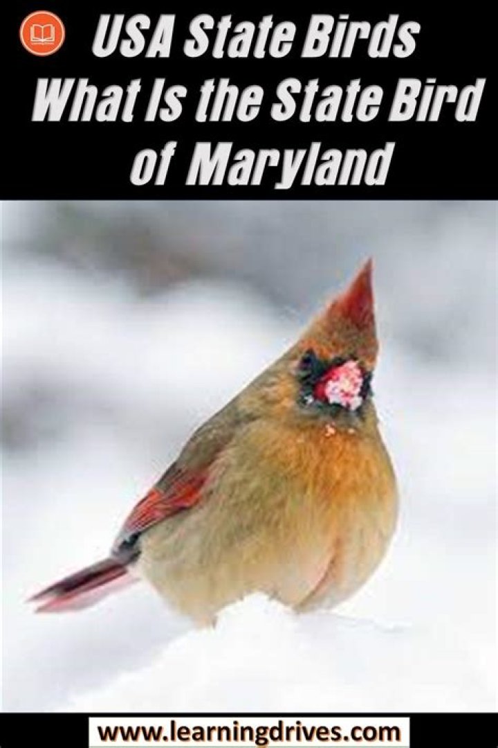 State bird of Maryland for which a baseball team was named