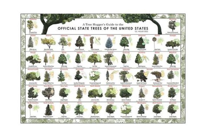 State trees for North Dakota and Massachusetts
