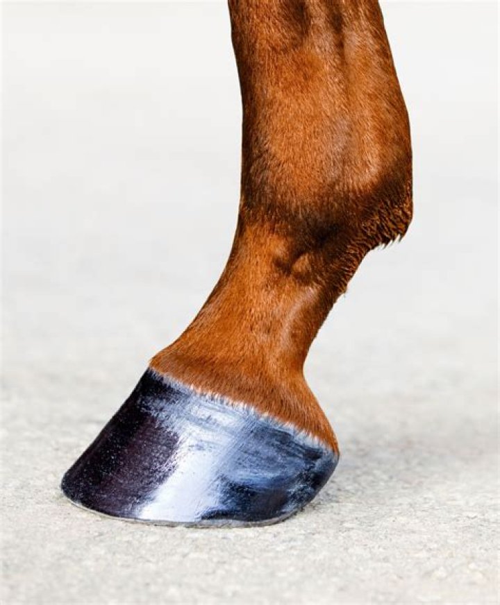 Steel item on a horse's hoof