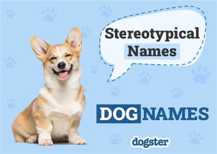 Stereotypical name for a dog