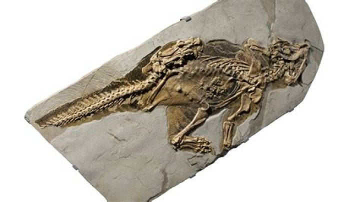 Sticky stuff that might preserve fossils