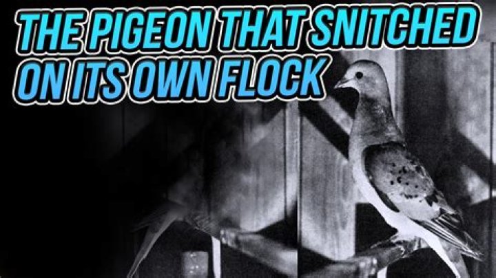 Stool pigeon