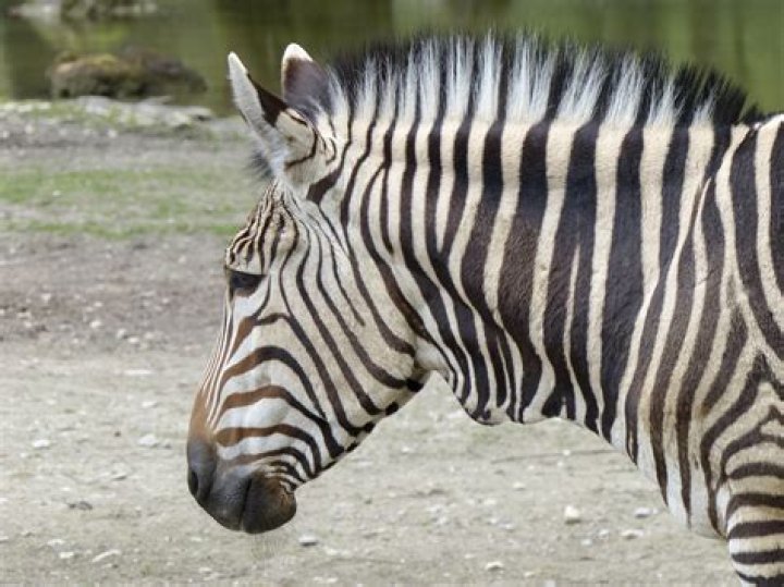 Striped horselike animal