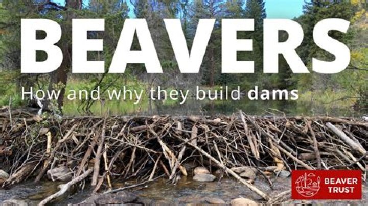 Structure built by beavers