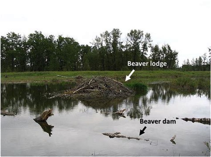 Structures that beavers build in rivers