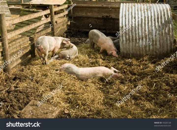 Sty on a farm Crossword Clue