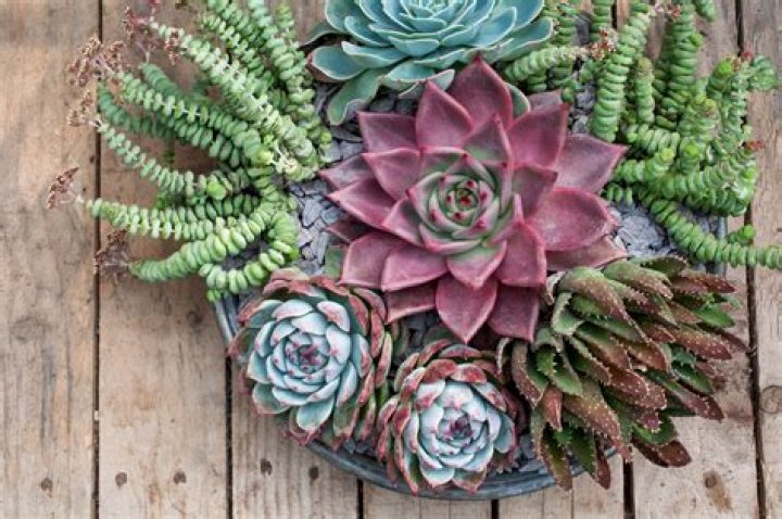 Succulent plant used in many cosmetics