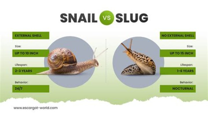 Suffix for gab or slug