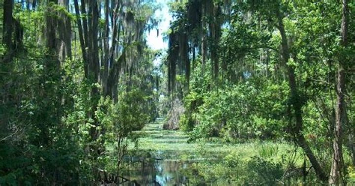 Swampy areas