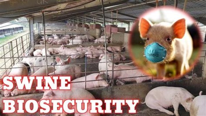 Swine's place on a farm