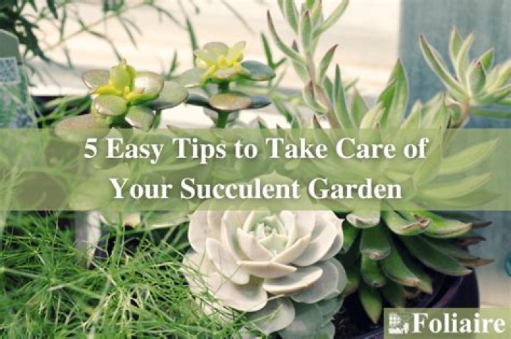 Take care of as a garden