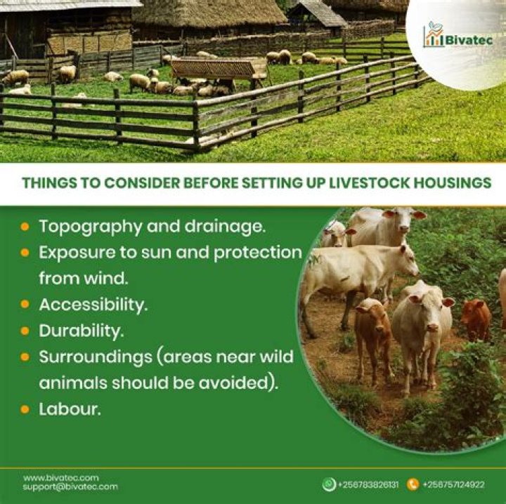 Take care of like livestock
