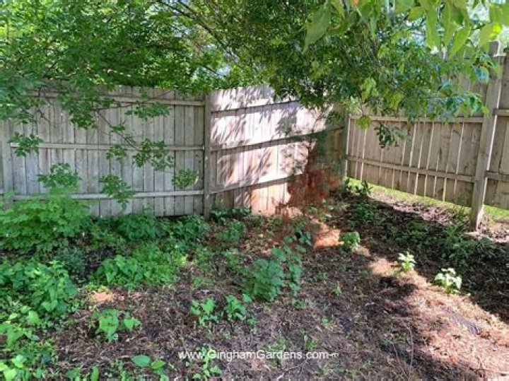 Tend to an overgrown yard