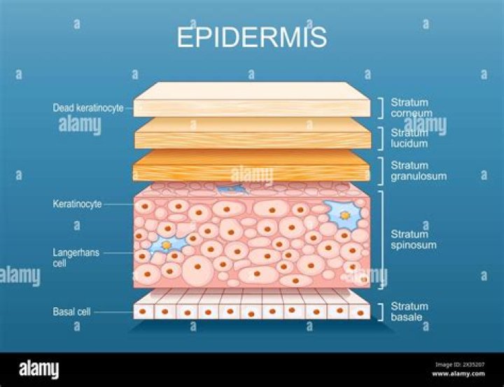 The epidermis is part of it