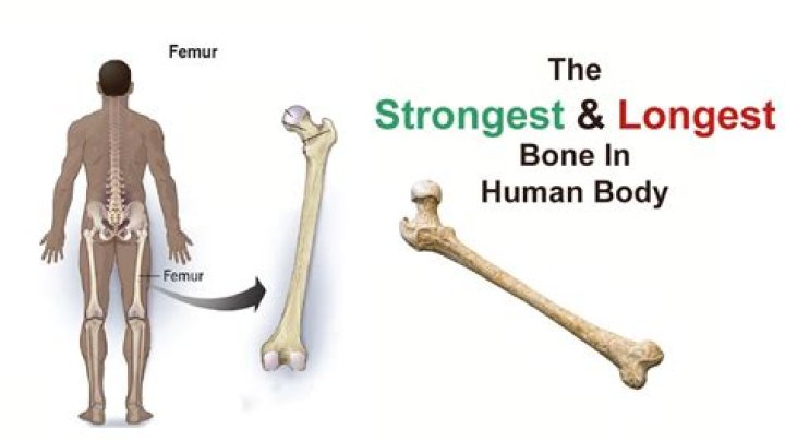 The femur is the longest one in the human body