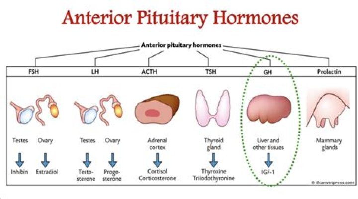 Thyroid or pituitary for example