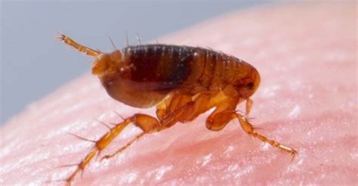 Tiny parasites that can infest the scalp