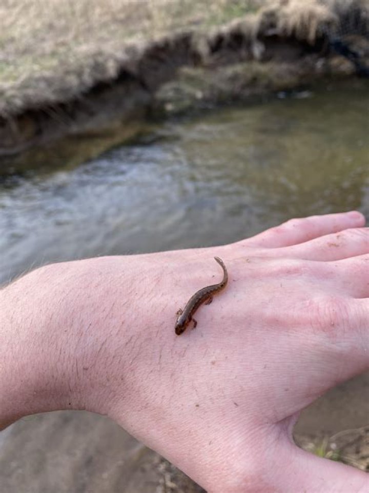 Tiny salamander
