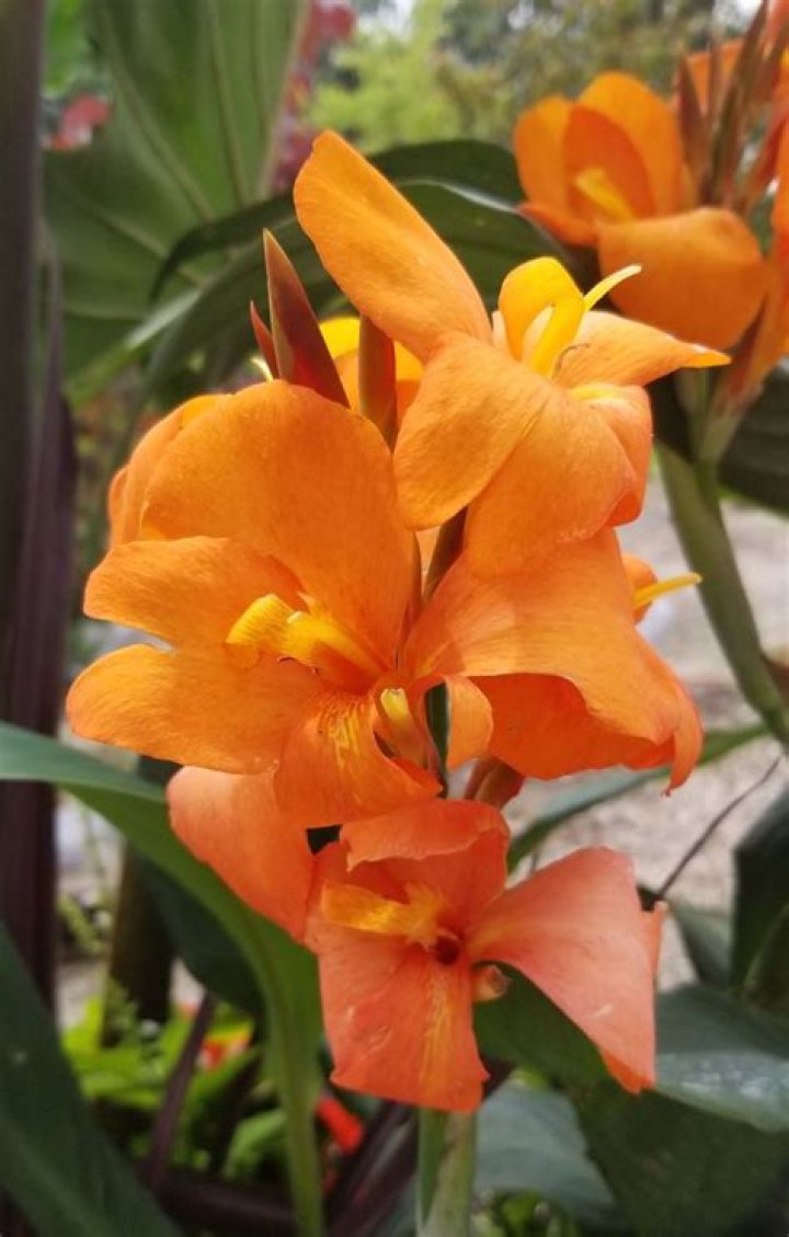 ___ to a frazzle (exhausted)