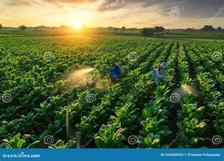Tobacco or wheat to farmers